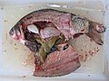 The bowels of a crucian carp