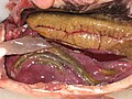 The bowels of a crucian carp