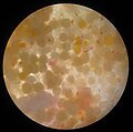 The eggs of a crucian carp under the microscope