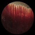 The gills of a crucian carp under the microscope