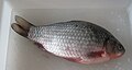 A crucian carp
