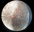 The scale of a crucian carp under the microscope