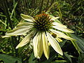 A flower of Echinacea sunrise