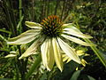 A flower of Echinacea sunrise