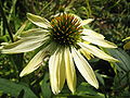 A flower of Echinacea sunrise