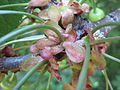 A cherryflower after the cherryfruit grew out