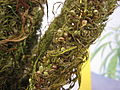 Close up to hemp seeds which were not seperated from the hemp plant