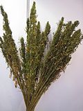 A dried out bunch of hemp