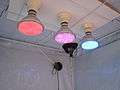 Lamps made of LEDs made for indoor cannabis cultivation