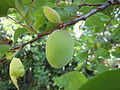 A verdant apricot