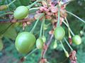 A verdant sweet cherry